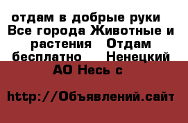 отдам в добрые руки - Все города Животные и растения » Отдам бесплатно   . Ненецкий АО,Несь с.